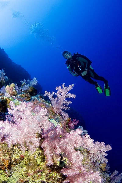 Micronesia, Yap, Acyonarian Coral Illuminated With Diver Above