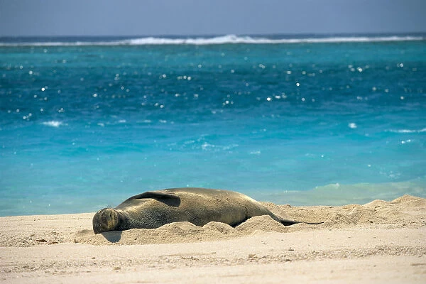 Midway Atoll, Hawaiian Monk Seal Laying In Sand With Eyes Closed, Turquoise Ocean Background