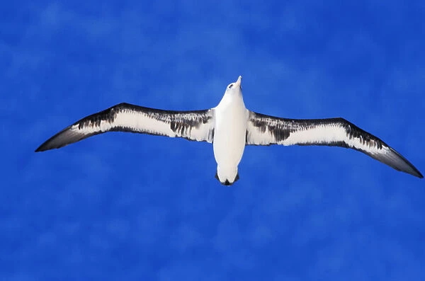 Midway Atoll, Laysan Albatross (Diomedea Immutabilis) In Flight, Blue Sky, View From Below