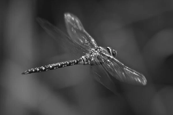 Migrant hawker dragonfly portrait