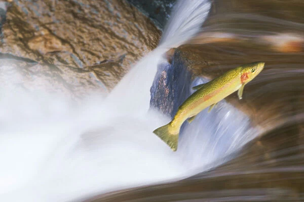 Miigrating Steelhead Salmon Leaping Over Falls