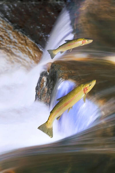 Miigrating Steelhead Salmon Leaping Over Falls