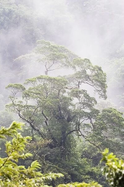 Mist Over A Rainforest, Republic Of Costa Rica
