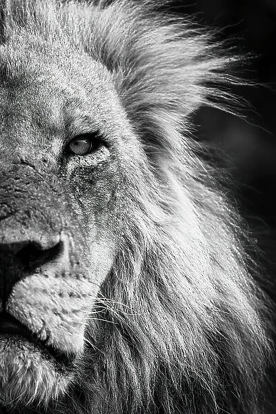 Mono close-up of half male lion face