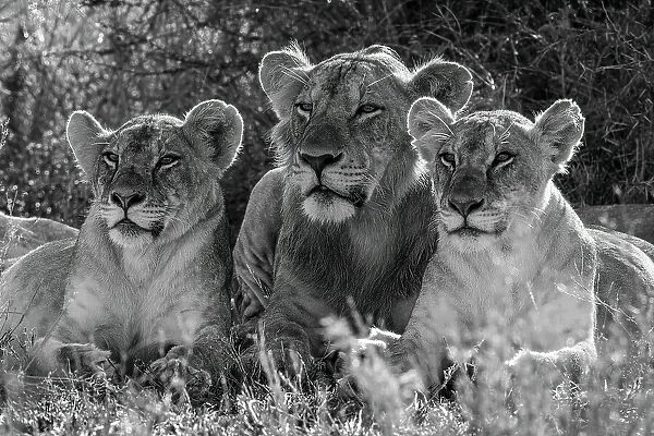 Mono male lion lies between two females