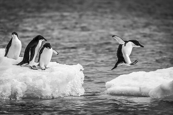 Monochrome Adelie penguin jumping between ice floes, Antarctica