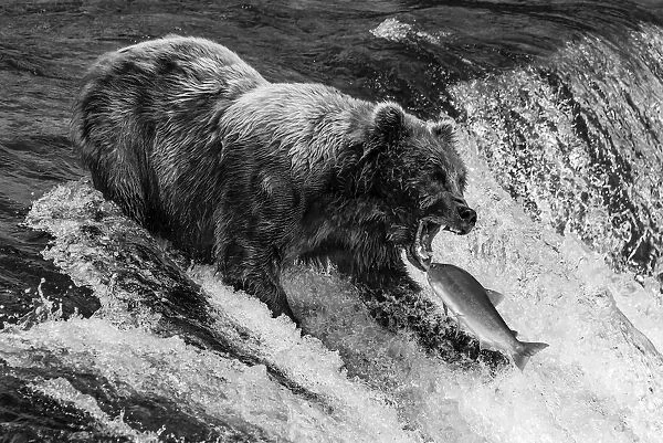 Monochrome Bear about to catch a salmon, Alaska, USA