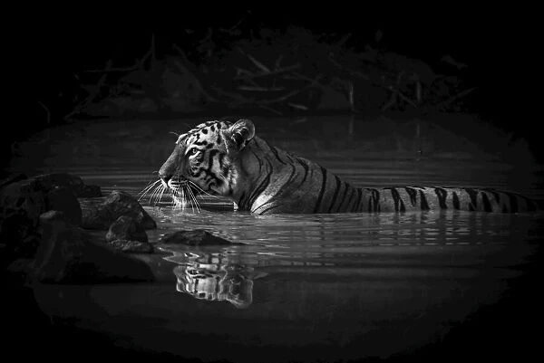 Monochrome Bengal tiger with catchlight in waterhole, Tadoba Andhari Tiger Reserve, India