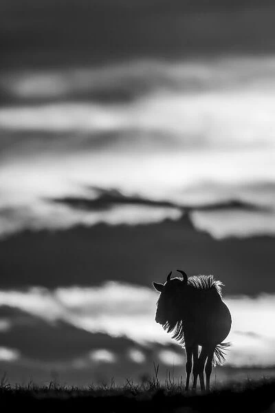 Monochrome Blue wildebeest stands on sunset horizon