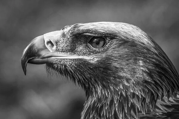 Monochrome close-up of golden eagle with catchlight