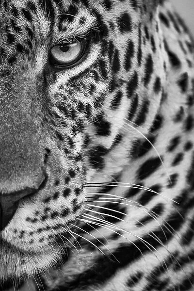 Monochrome close-up of half male leopard face