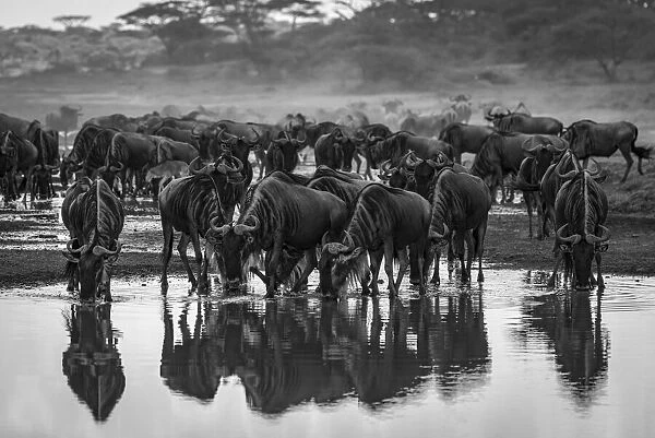 Monochrome confusion of wildebeest drinking from stream