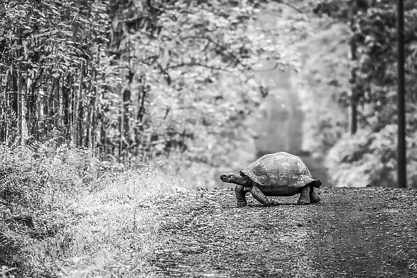 Monochrome Galapagos tortoise crossing straight dirt road