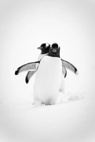 Monochrome image of two gentoo penguins (Pygoscelis papua) waddling in line across a snowy slope, holding their flippers out for balance. Each one has a white chest, and black and white head. Image taken on Danco Island off the Antarctic Peninsula in December 2021; Antarctica