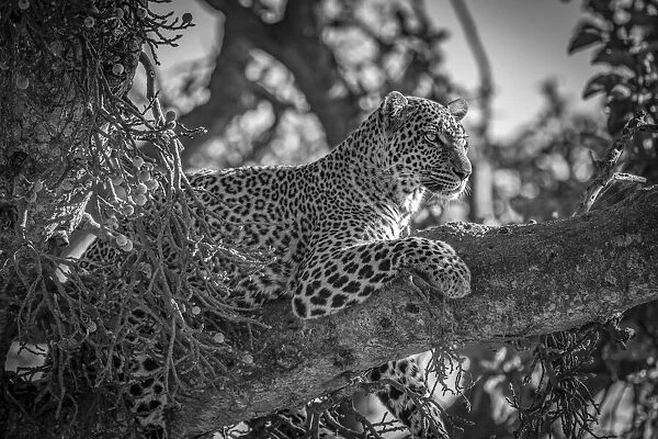 Monochrome leopard on branch with head up
