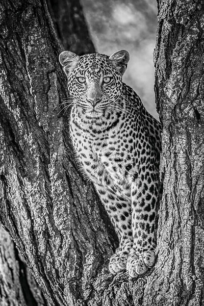 Monochrome leopard eyeing camera from tree fork