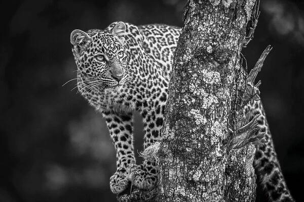 Monochrome leopard looks up from tree perch