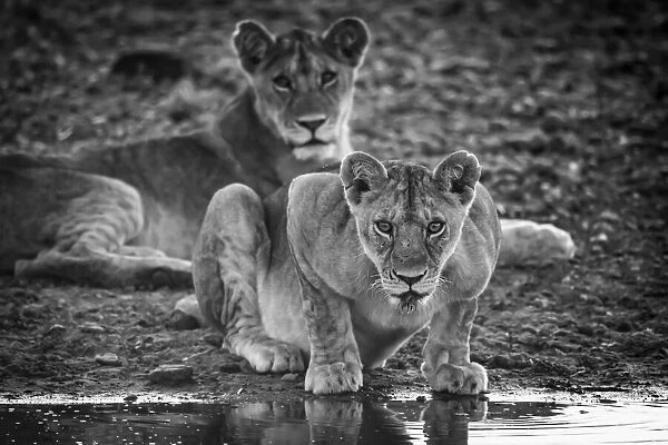 Monochrome lioness lies looking up from water