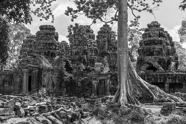 Monochrome tree among ruins of stone temple, Banteay Kdei, Angkor Wat, Cambodia