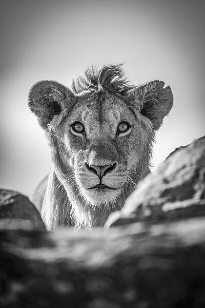 Monochrome young lion watches camera over rocks