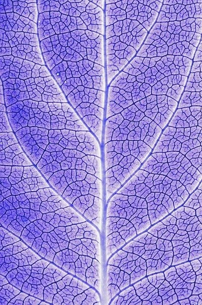 Monotone Close Up Of Leaf