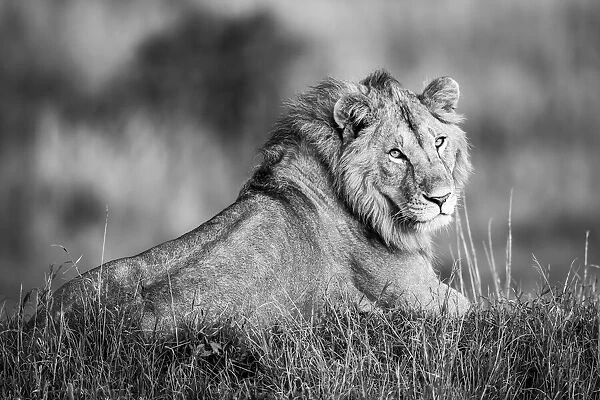 Monotone male lion lies turning to camera, Serengeti, Tanzania