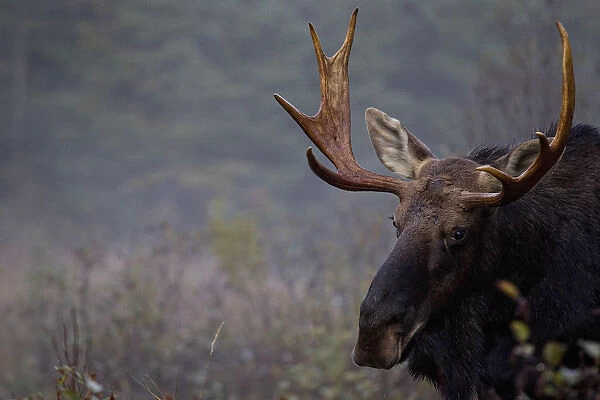 Moose, Algonquin Provincial Park, Ontario