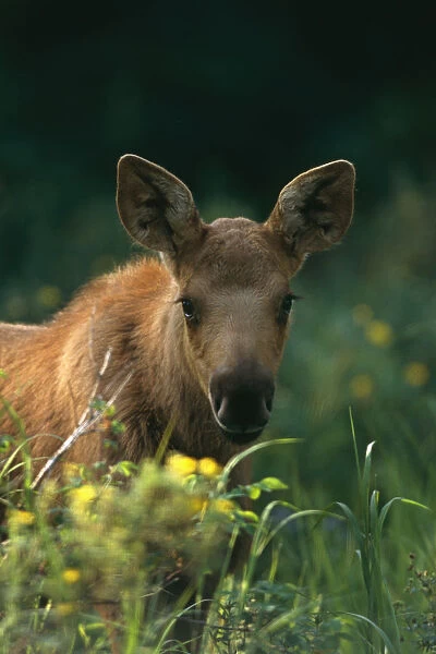 Moose Calf Stands In Yellow Flowers Kp Alaska Summer