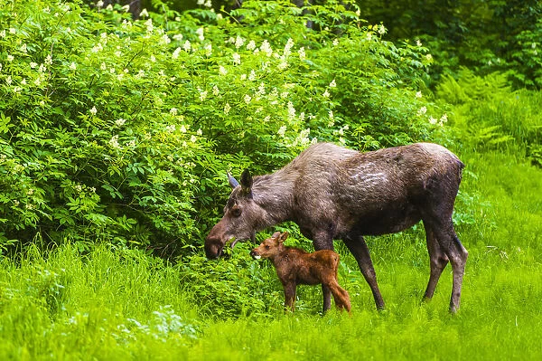 A Moose Cow (Alces Alces) And Her Calf Are Eating Near One Of Many Bike  /  Hiking Trails In Kincade Park On A Sunny Summer Day; Anchorage, Alaska, United States Of America