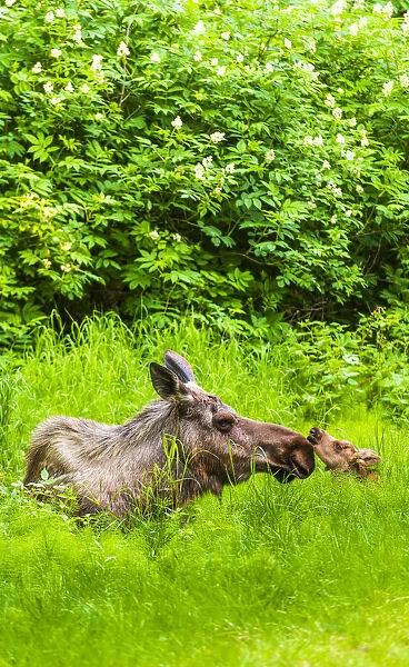 A Moose Cow (Alces Alces) And Her Calf Are Resting Near One Of Many Bike  /  Hiking Trails In Kincade Park On A Sunny Summer Day; Anchorage, Alaska, United States Of America