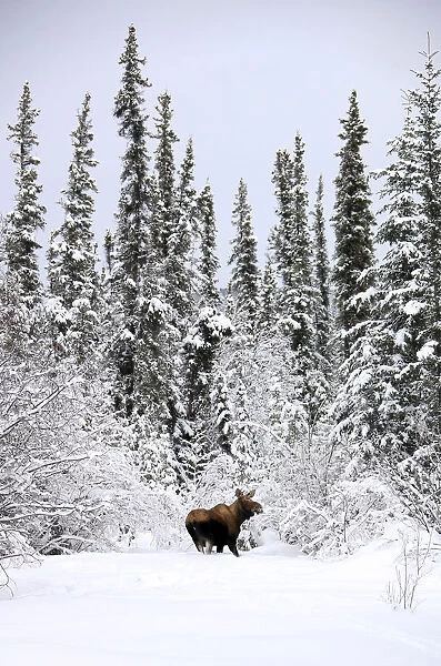 Moose In Deep Snow, Near Teslin, Yukon