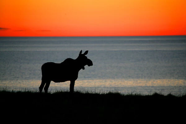 Moose Silhouetted At Sunset, Gros Morne National Park, Newfoundland