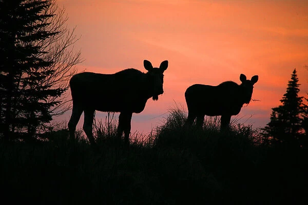 Moose Silhouetted At Sunset, Near Gunners Cove, Newfoundland