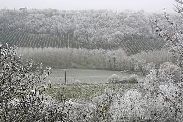 Morning Frost In December At Castelnau-Montratier