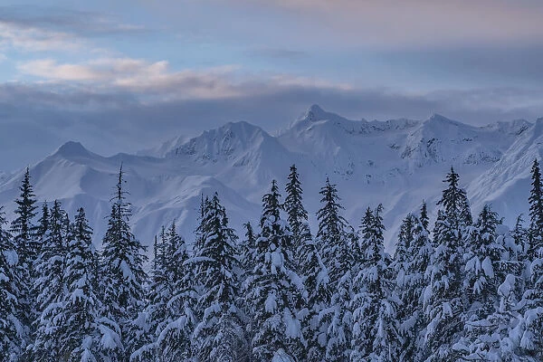 Morning light over the snow covered mountains and treetops, Haines Junction, Yukon, Canada