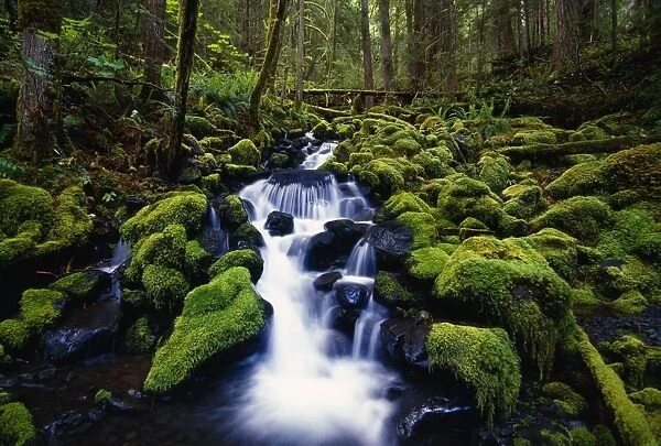 Moss-Covered Rocks In Creek With Small Waterfall, Olympic National Park, Washington, Usa