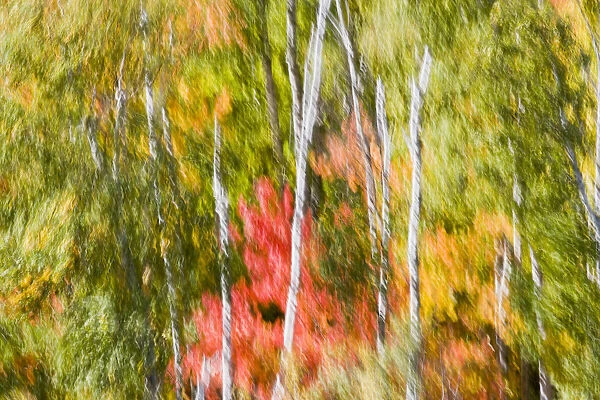 Motion Blur Of High Winds In A Fall Forest Near Carlton Peak In Temperance River State Park On The North Shore Of Lake Superior Near Tofte; Minnesota, United States Of America