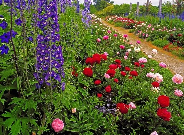 Mount Congreve Gardens, Co Waterford, Ireland; Peonies And Delphiniums