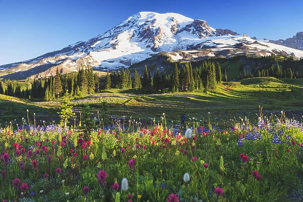 Mount rainier and wildflowers in a meadow mount rainier national park; Washington united states of america
