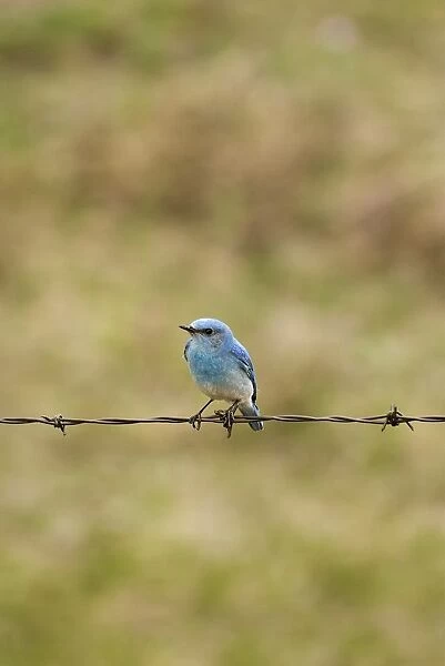 Mountain Bluebird On A Fence Wire
