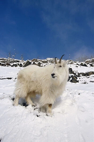 Mountain Goat Billy On High Mountain Slope In Snow Chugach National Forest Kenai Peninsula Ak Spring