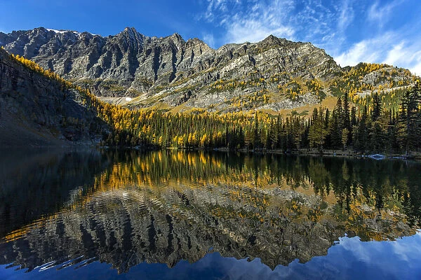 Mountain reflecting on an alpine lake with glowing yellow larch trees in the fall and blue sky and clouds, Banff National Park; Lake Louise, Alberta, Canada
