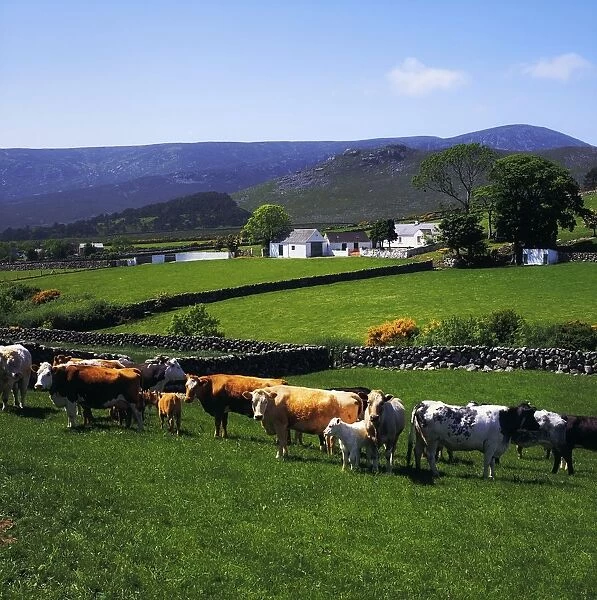 Mourne Mountains, Co Down, Ireland; Cattle And Farm Structures With Mountains In The Background