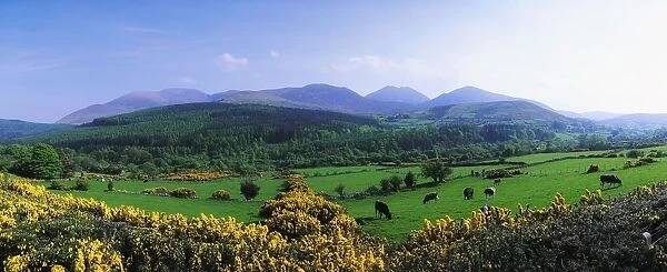 Mourne Mountains, Co Down, Ireland; Grazing Animals With Mountains In The Background