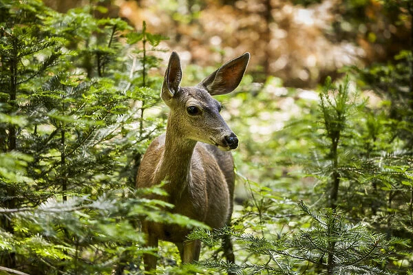Mule Deer (Odocoileus Hemionus), Sequoia National Park; California, United States Of America