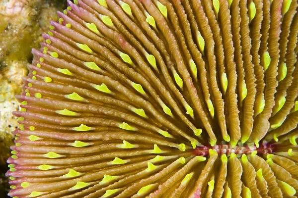 Mushroom Coral (Fungia Scutaria); Fiji