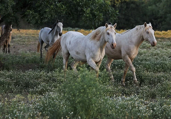 Mustang stallion in the Wild Horse Sanctuary, California, USA