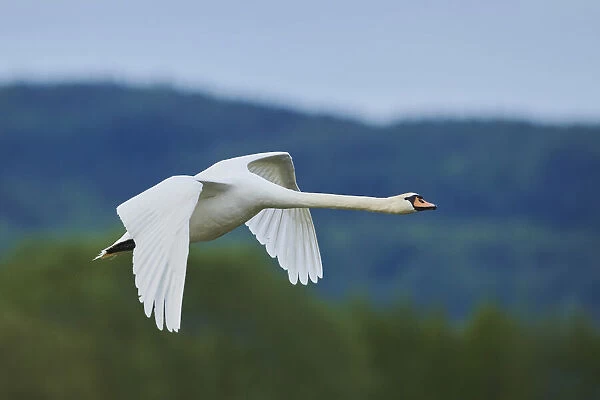 Mute swan in flight over the Bavarian Forest, Bavaria, Germany