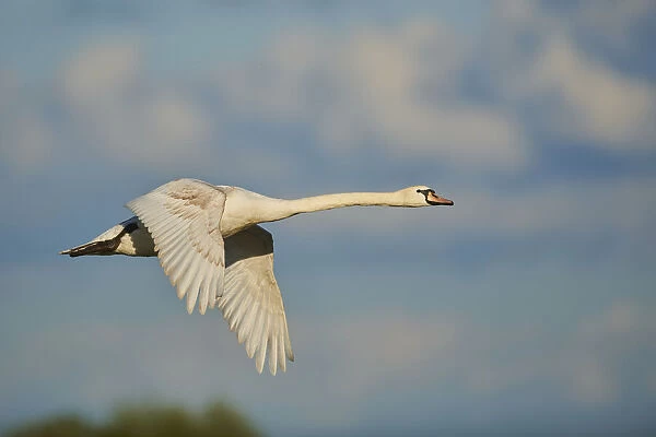 Mute swan sunlit in the sky