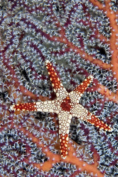 Necklace Seastar (Fromia Monilis) on gorgonian coral; Indonesia